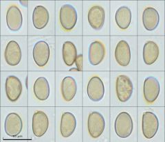 Mallocybe leucoblema