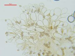 Mallocybe leucoblema