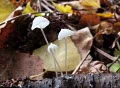 Marasmiellus candidus