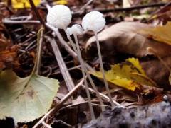 Marasmiellus candidus