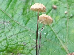 Marasmius bulliardii