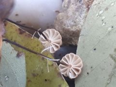 Marasmius bulliardii