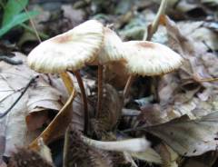 Marasmius cohaerens