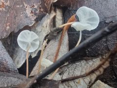 Marasmius epiphyllus