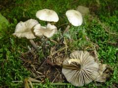 Marasmius wynneae