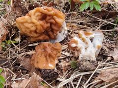Maublancomyces ticinianus