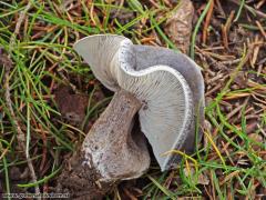 Melanoleuca luteolosperma