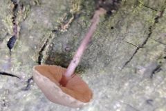 Melanophyllum haematospermum