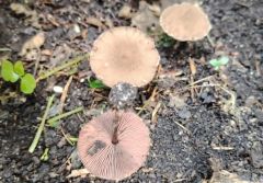 Melanophyllum haematospermum