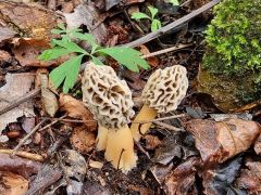 Morchella americana