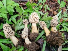 Morchella americana