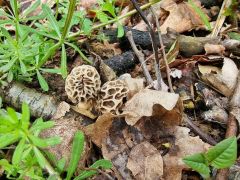 Morchella americana