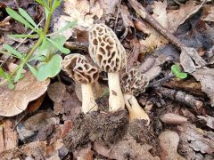 Morchella americana