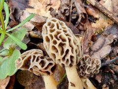 Morchella americana