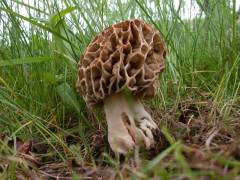 Morchella crassipes