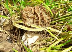 Morchella crassipes