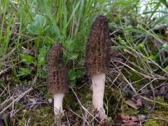 Morchella elata