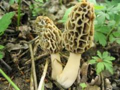 Morchella esculenta