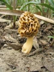 Morchella esculenta