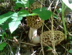 Morchella esculenta