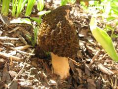 Morchella pragensis