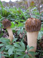 Morchella semilibera