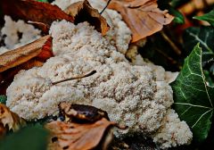 Mucilago crustacea