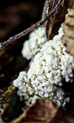 Mucilago crustacea