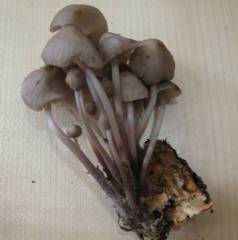 Mycena abramsii