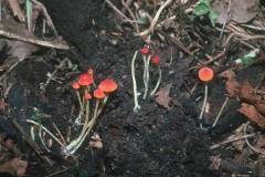 Mycena acicula