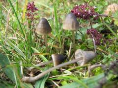 Mycena aetites