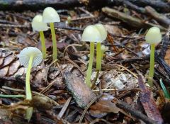 Mycena epipterygia