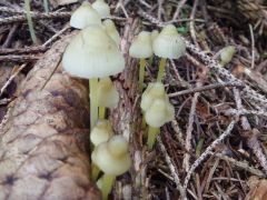 Mycena epipterygia