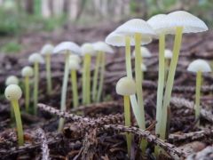 Mycena epipterygia