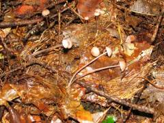 Mycena erubescens