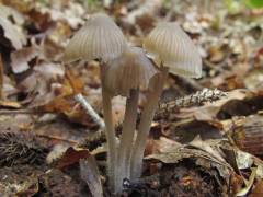 Mycena fagetorum