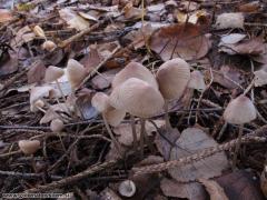 Mycena filopes