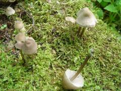 Mycena galericulata