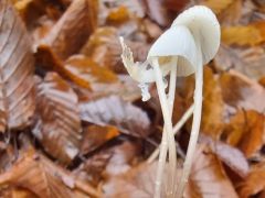 Mycena galopus