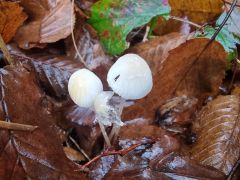 Mycena galopus