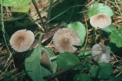 Mycena leptocephala