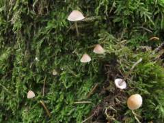 Mycena mirata