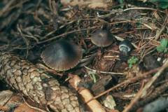 Mycena plumbea