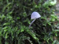 Mycena pseudocorticola