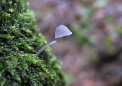 Mycena pseudocorticola