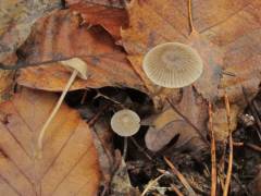 Mycena pseudopicta