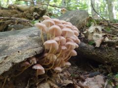 Mycena renati