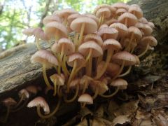 Mycena renati