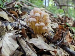 Mycena renati