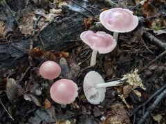 Mycena rosea